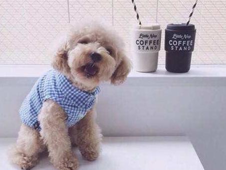 泰迪褪色的五大原因你知道几个,泰迪鼻子褪色吃微量元素有用吗