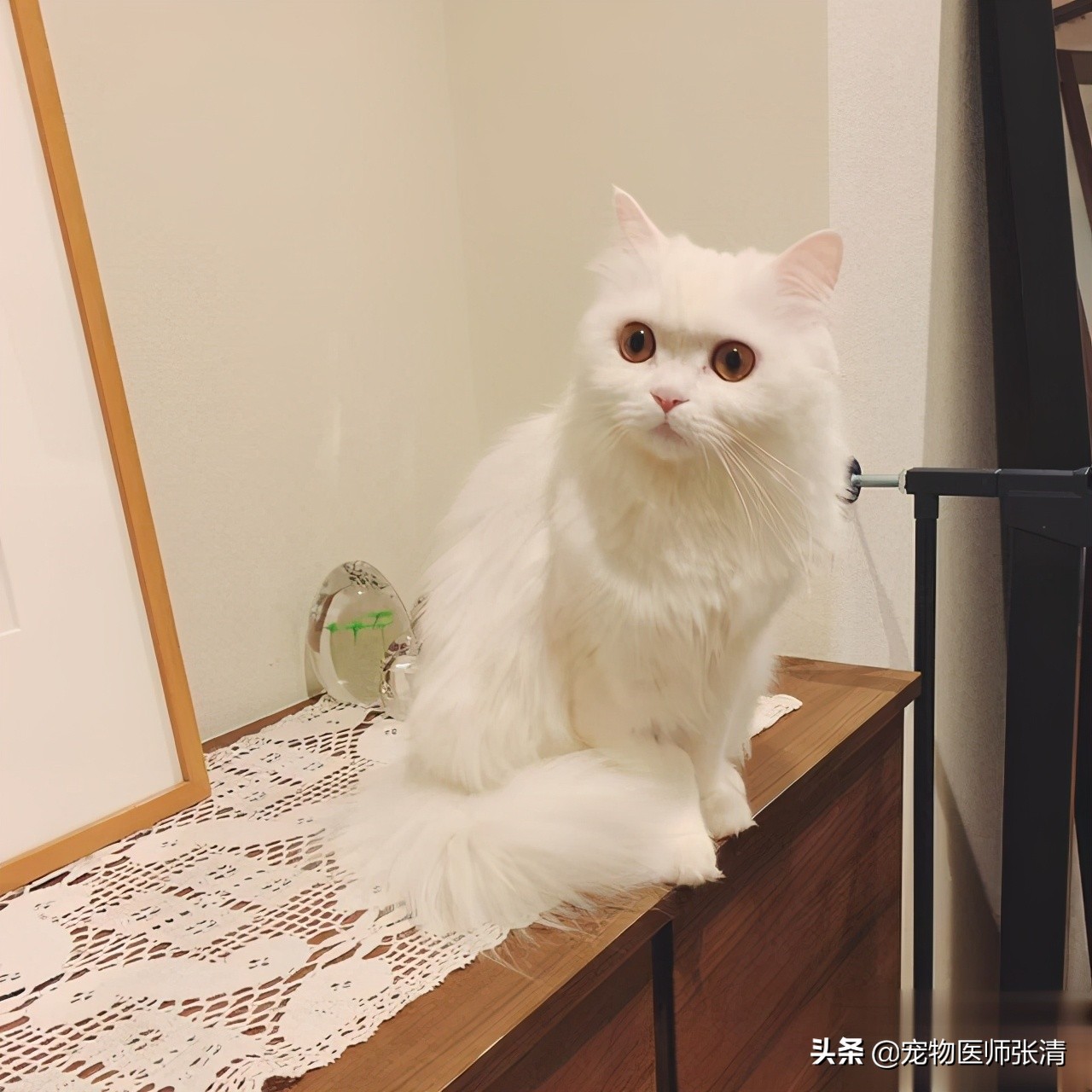 辟谣:猫患有猫瘟后如何选择消毒液?