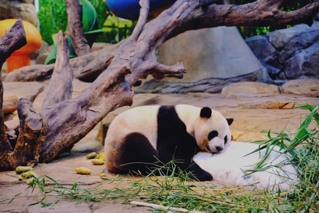 广州长隆购买攻略,广州长隆游玩攻略必买