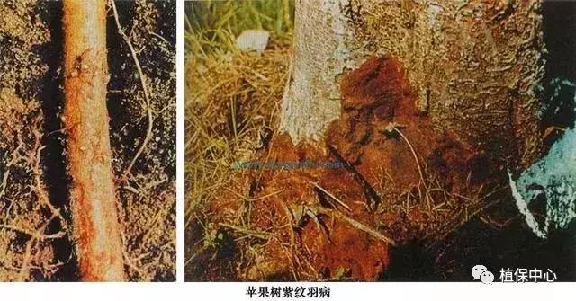 几种果树根部病害的症状识别与防治