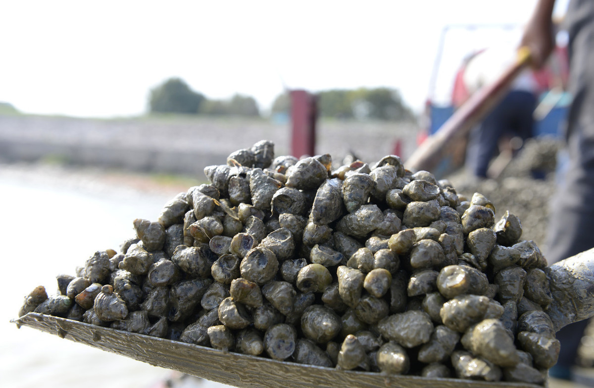 小青鱼能吃坚硬的螺蛳吗,螺蛳怎么处理青鱼爱吃