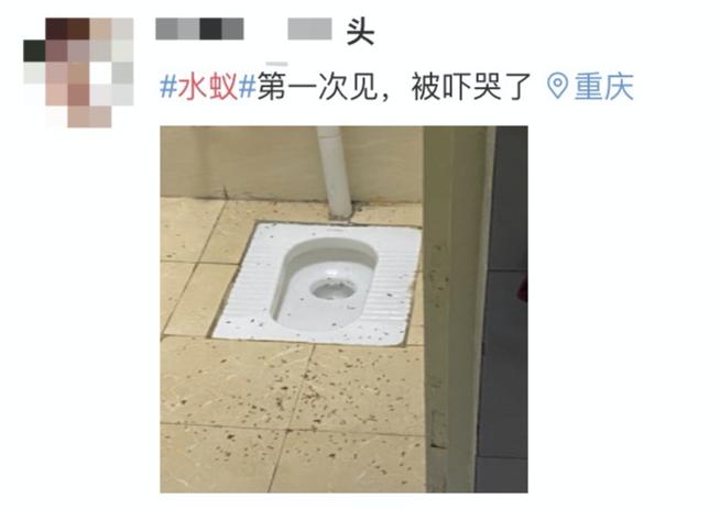 下雨天如何灭水蚁群,水蚁克星