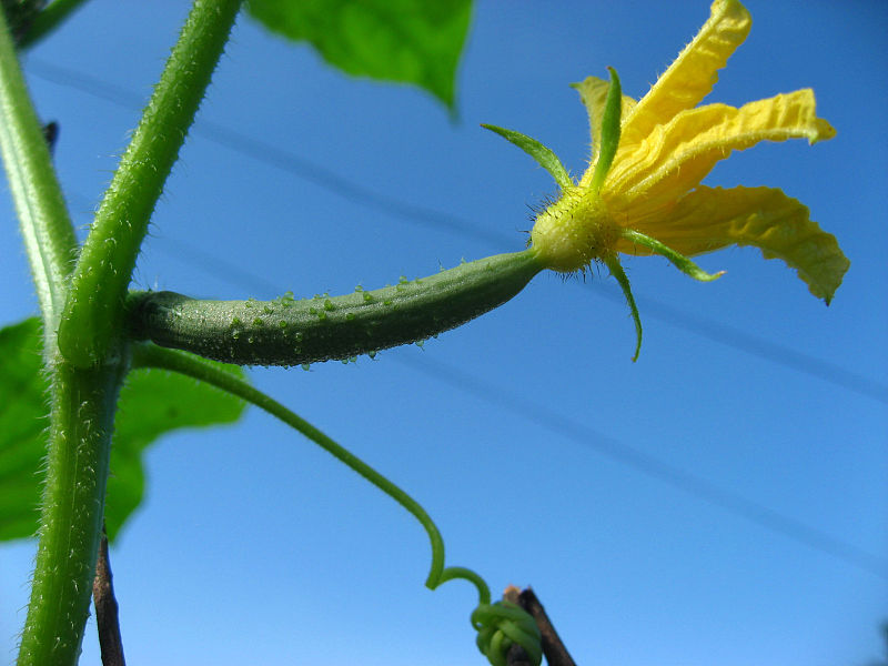 黄瓜出现花打顶了怎么补救,黄瓜开花结果后瓜黄了怎么解决
