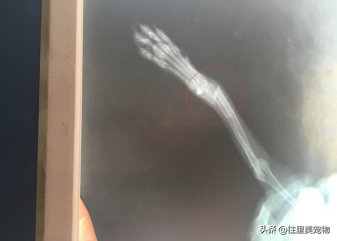 狗狗扭伤和骨折表现有什么区别,狗狗运动系统疾病有哪些