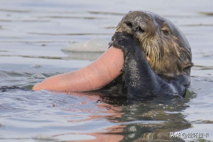 单环刺螠是腔肠动物,单环刺螠最怕什么