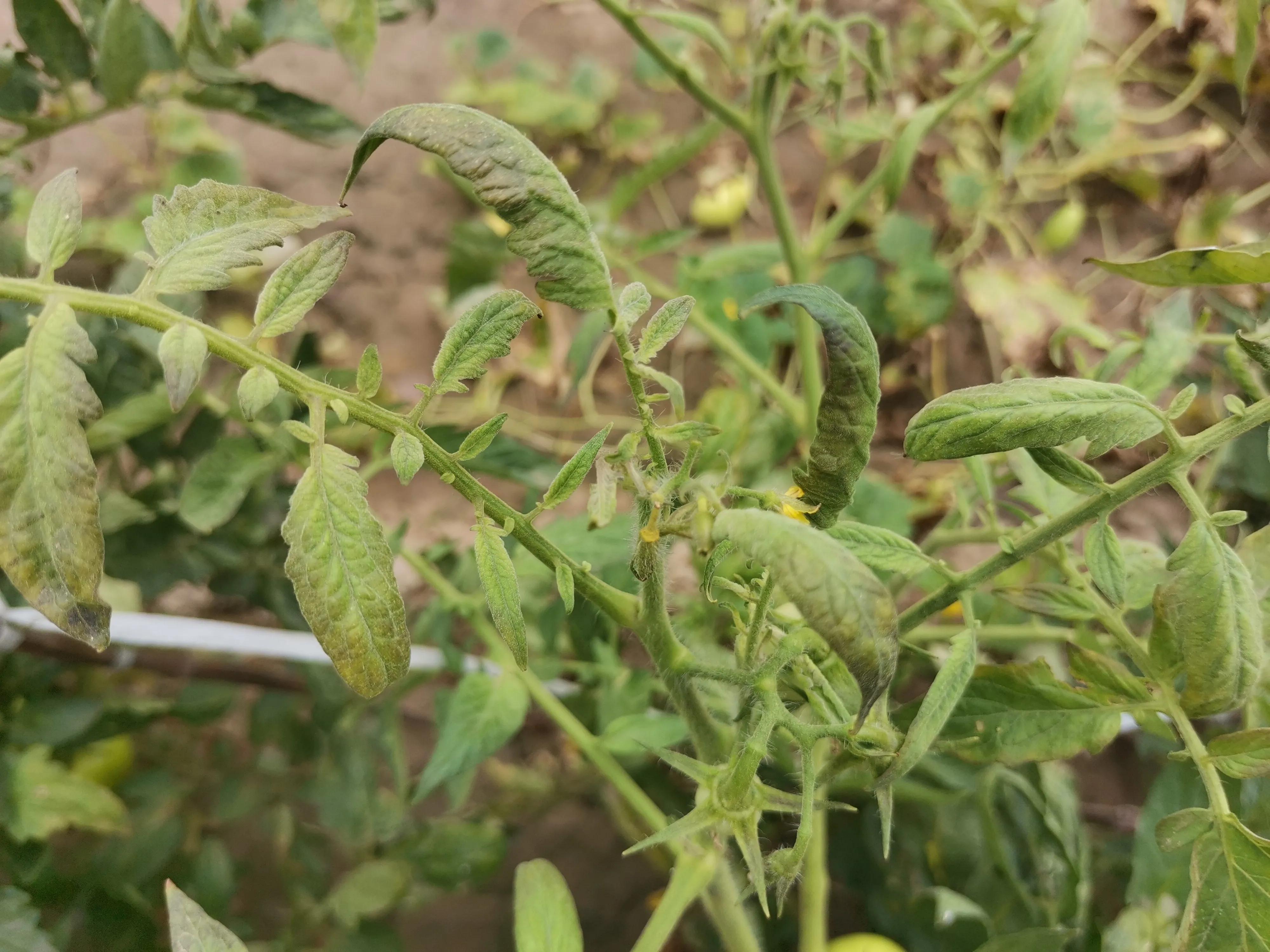 番茄叶片浓绿发暗无光泽怎么办,番茄叶片枯萎有黄色粉末