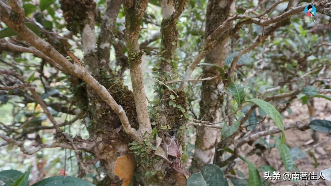 冰岛老寨大秋茶园的茶是真的吗,冰岛五寨之一糯伍什么口感