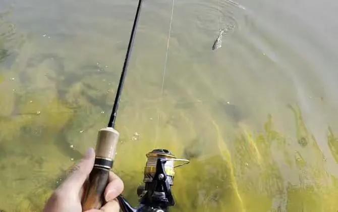 路亚钓具都有哪些品牌,路亚渔具有哪些