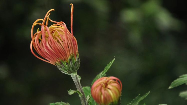 深秋的私语,美文美图经典欣赏