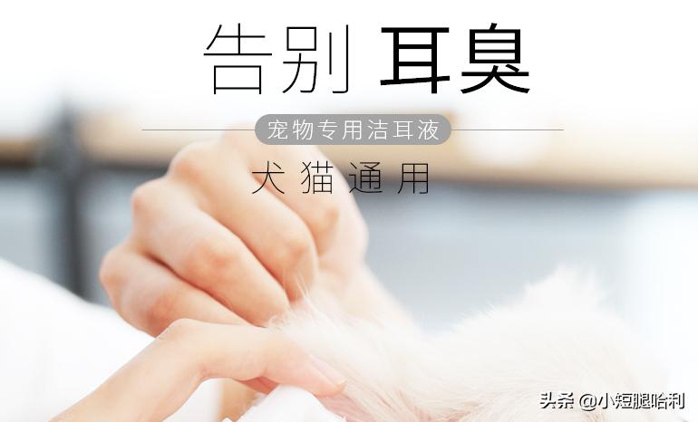 狗舍怎么养柯基,第一次养狗适合养柯基吗