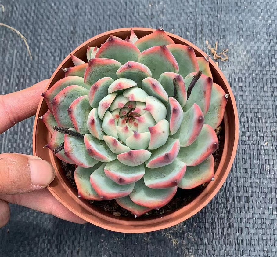 多肉吉娃娃养了几年没变化,多肉植物吉娃娃叶插多久能出苗