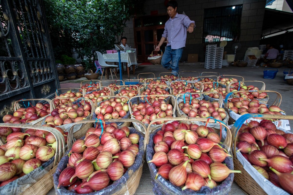 怎样种植无花果不生虫,怎样种植无花果盆景