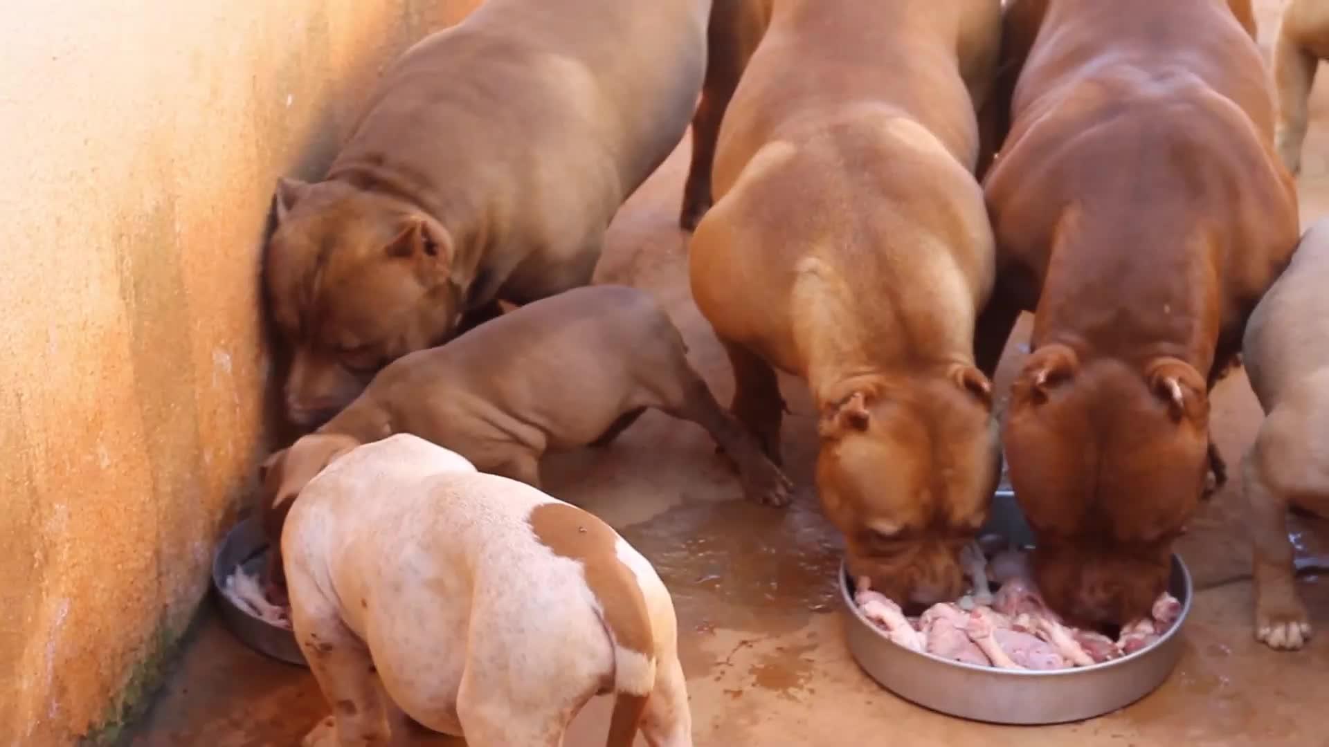 新手铲屎官该怎么养刚出生狗,铲屎官优选犬种