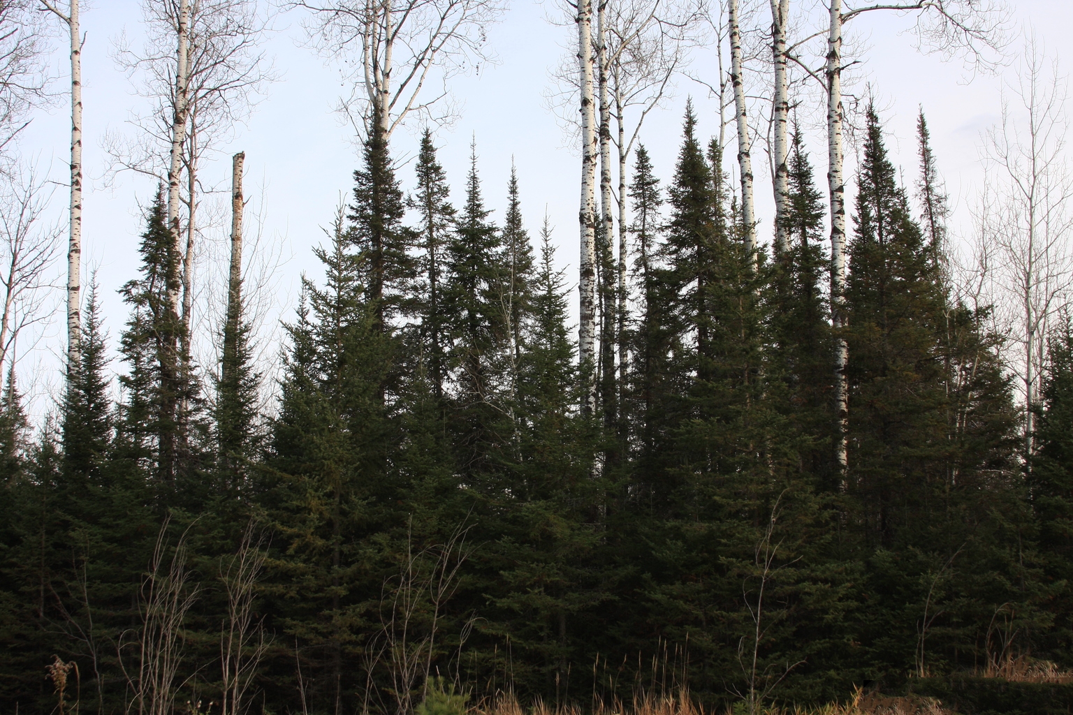 绿山墙的安妮书中的戴安娜,绿山墙的安妮和戴安娜结局