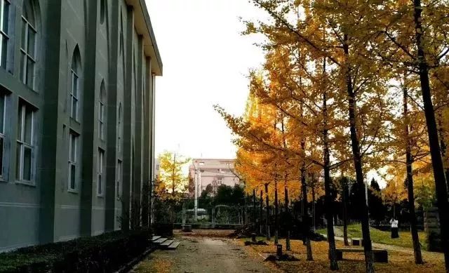 温州秋冬的银杏树确实美,温州最原生态银杏