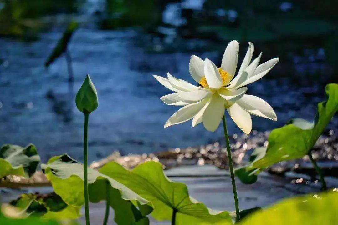 2017年北京市优美河湖,我市4条河湖入选省美丽河湖