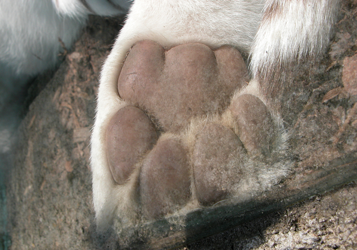 关于狗狗的辟谣,辟谣狗狗鼻子干就是生病