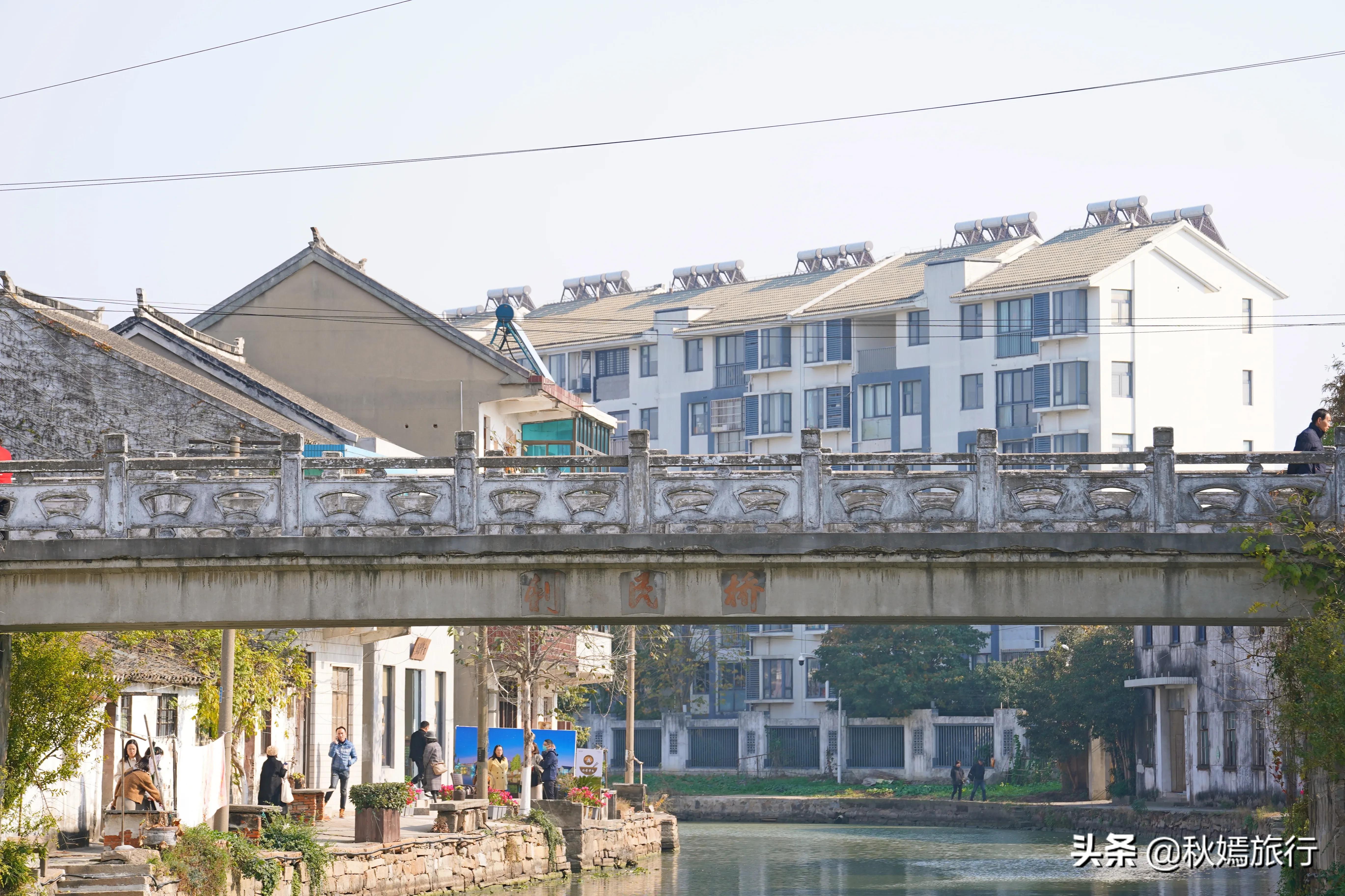 相城区北桥镇千年银杏树,苏州相城银杏打卡