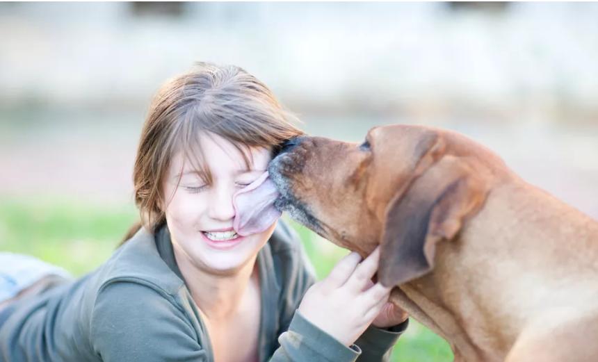 狗狗保护主人的行为,狗狗的34种行为解读