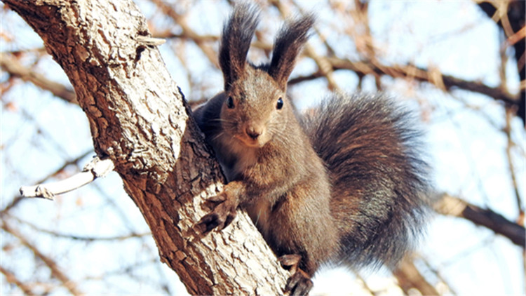 如何挑选一只亲人的魔王松鼠,新手养魔王松鼠好还是红腹松鼠