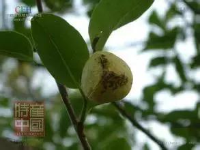 世界稀奇水果品种大全,世界热带奇特水果品种介绍