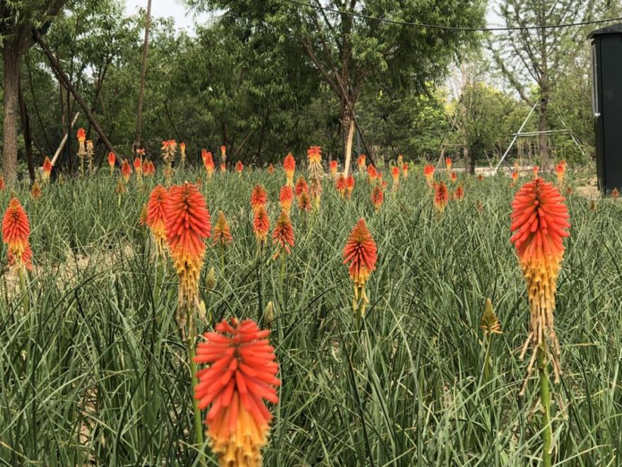 疫情过后园林企业生存现状如何？来看看这位项目经理的一天