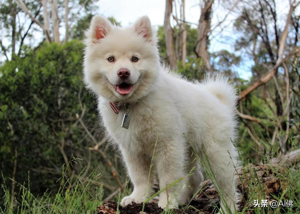 美国最受欢迎的100组小狗名字