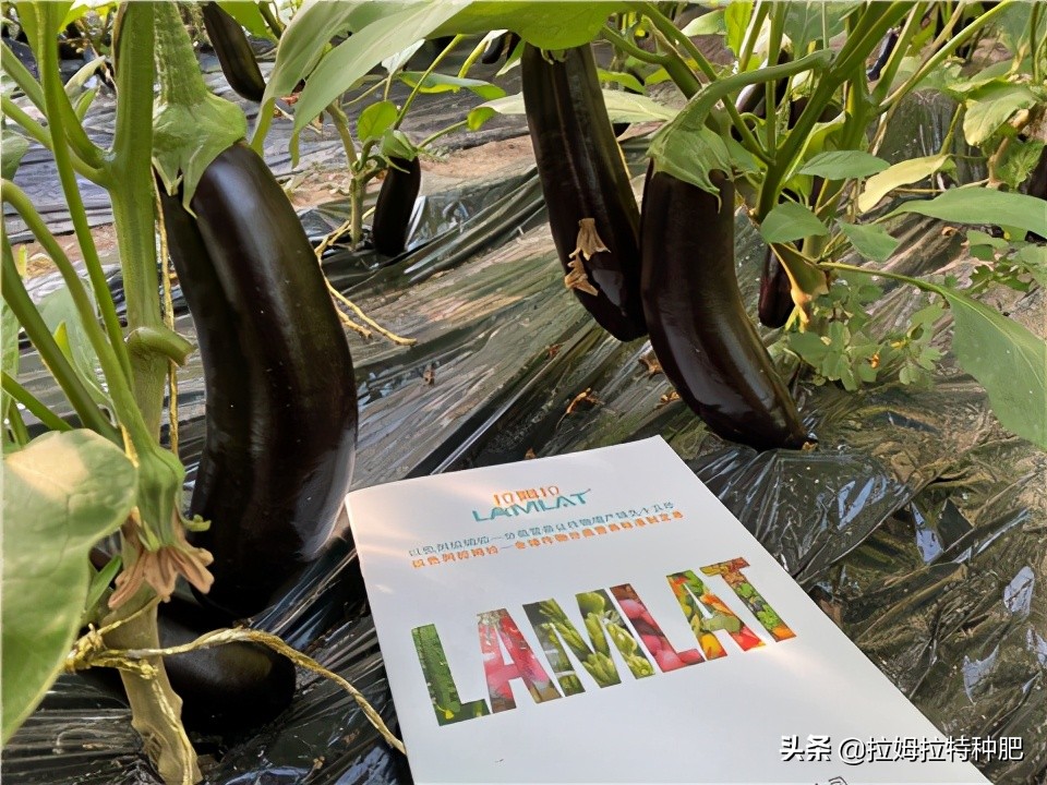 茄子有紫花病毒下茬还能种吗,茄子紫花病毒怎么防治