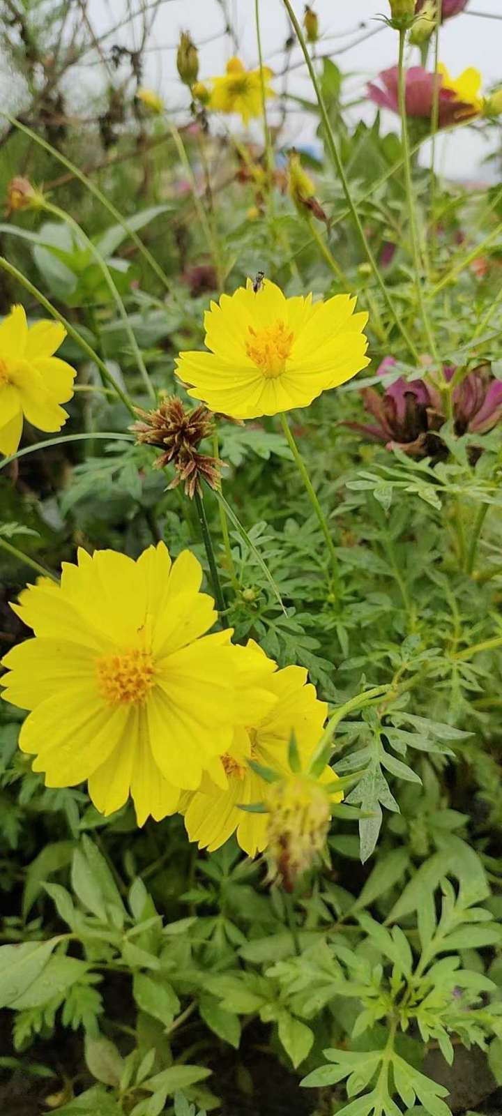 王玉芹原创回忆散文｜深深地思念，记我的启蒙老师