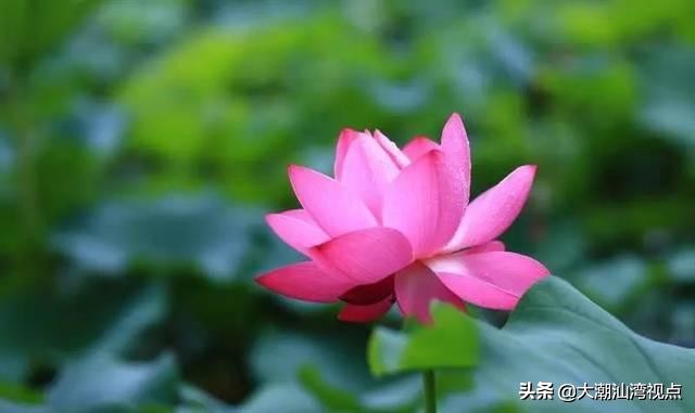 各市市花是哪些花呢,市花大全及其意义