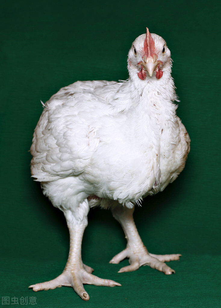 鸡啄毛是什么原因怎么解决,鸡啄毛是什么病