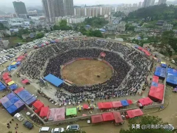贵州斗牛碰牛断角当场死亡,斗牛喂红牛和劲酒