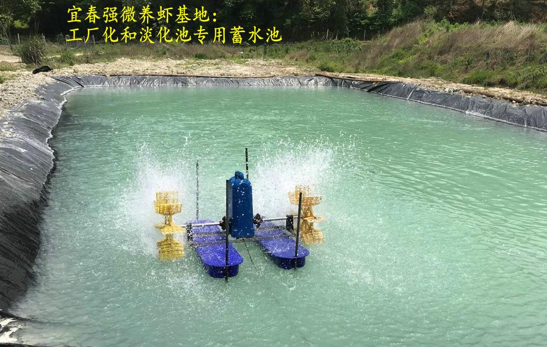 海白虾养虾技术新手入门,养海虾的技术和方法