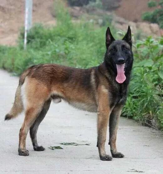 马犬市场行情,马犬狗市场售卖直播