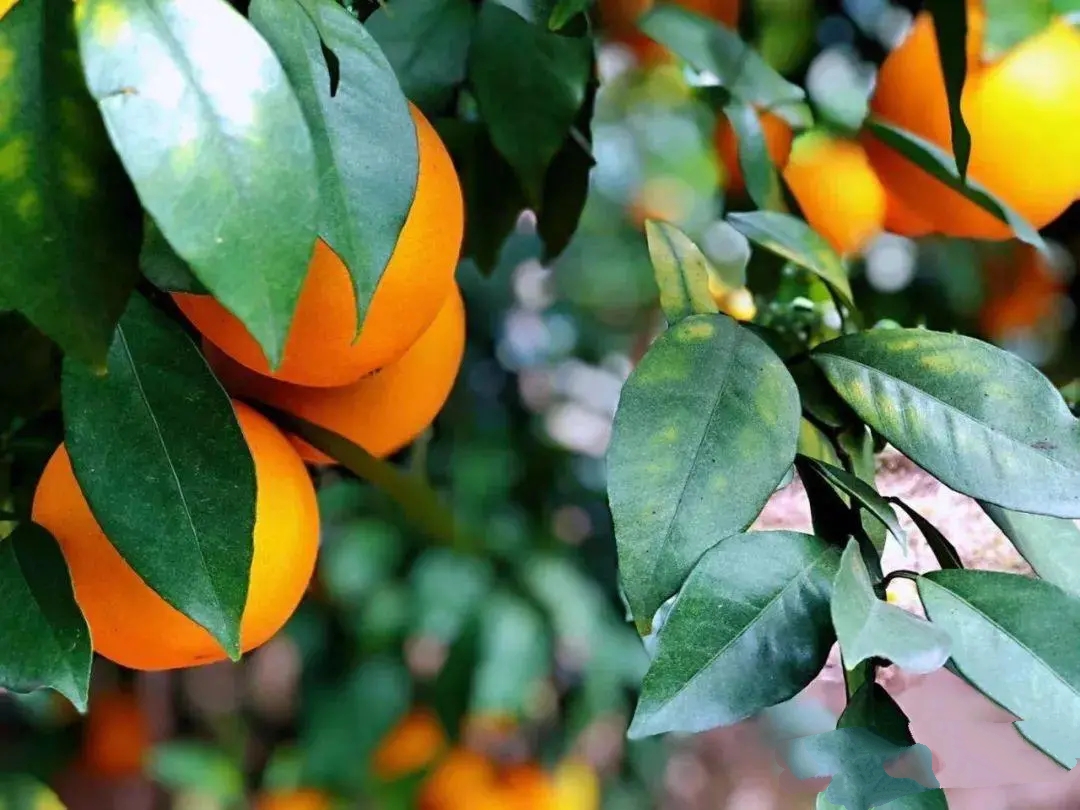 江西最出名的6大城市,江西省最大的市是哪个市