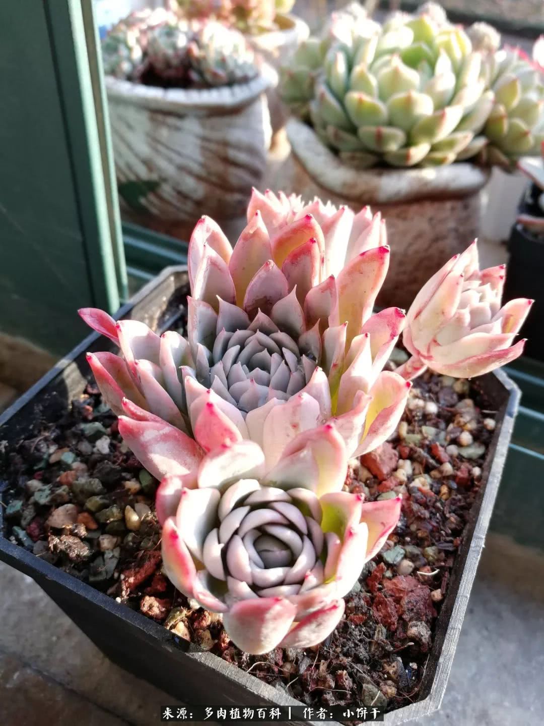 无肉不欢的肉瘾少女，日日沉迷于美色无法自拔！