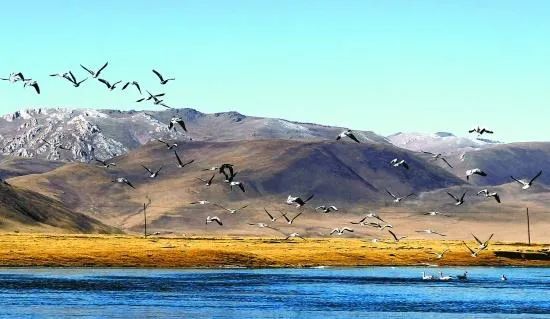 青海玉树最值得去的景点,青海玉树旅游哪里好玩