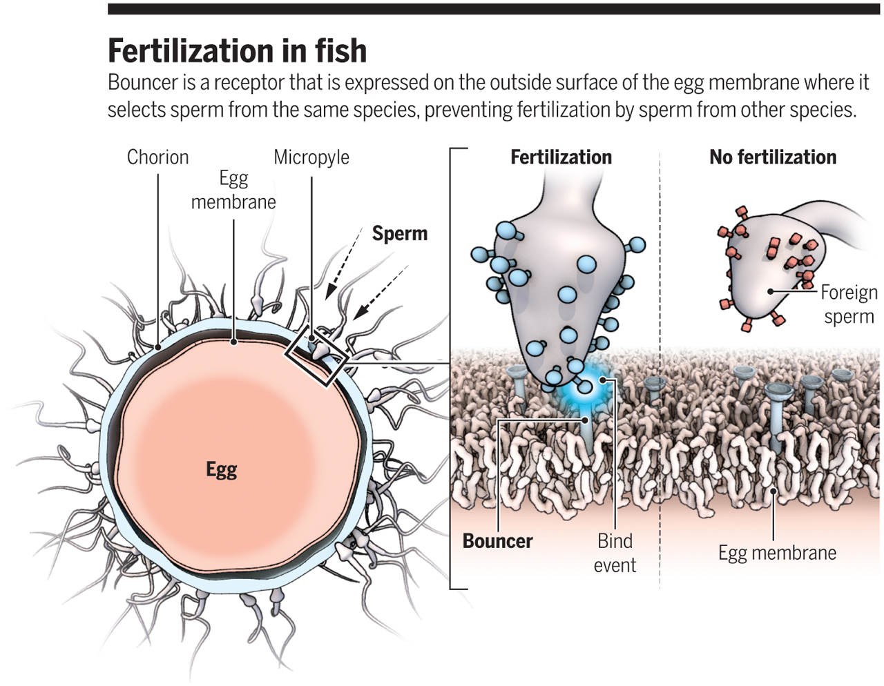 科学家发现精子运动规律,科学家发现精子的神奇作用