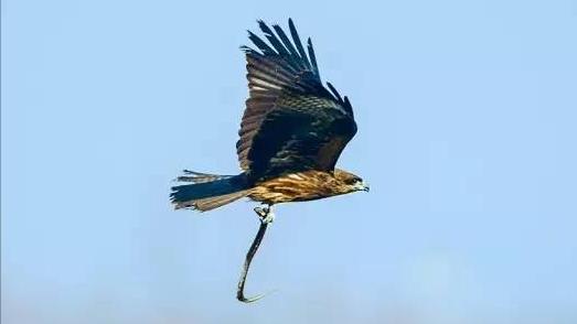 南京上空出现老鹰了吗,南京滨江上空近千只老鹰盘旋飞舞