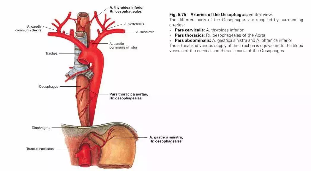 食管动脉血供来源,食管淋巴引流区