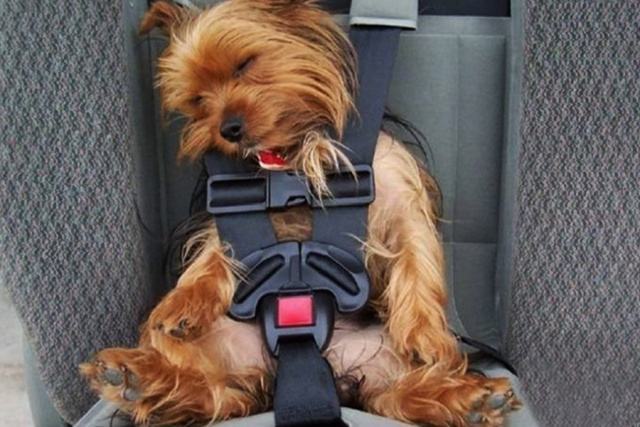 寄养狗狗怎么携带狗粮,狗狗寄养方法及注意事项