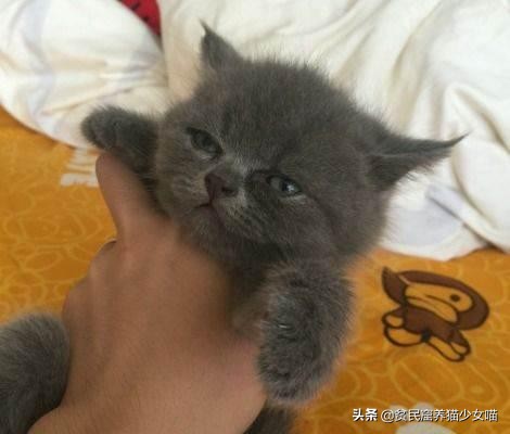 黑心商家曝光猫贩子,猫贩子骗局