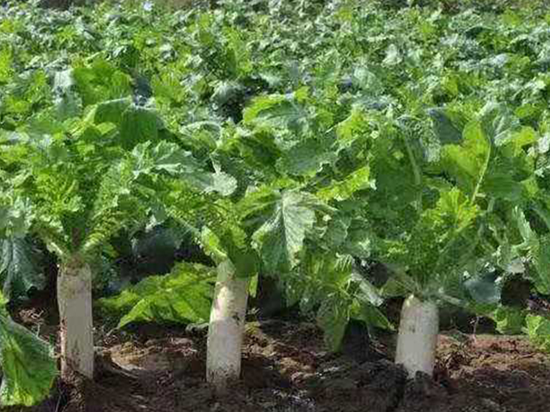 萝卜怎样栽种取种子,树萝卜生桩怎么栽种