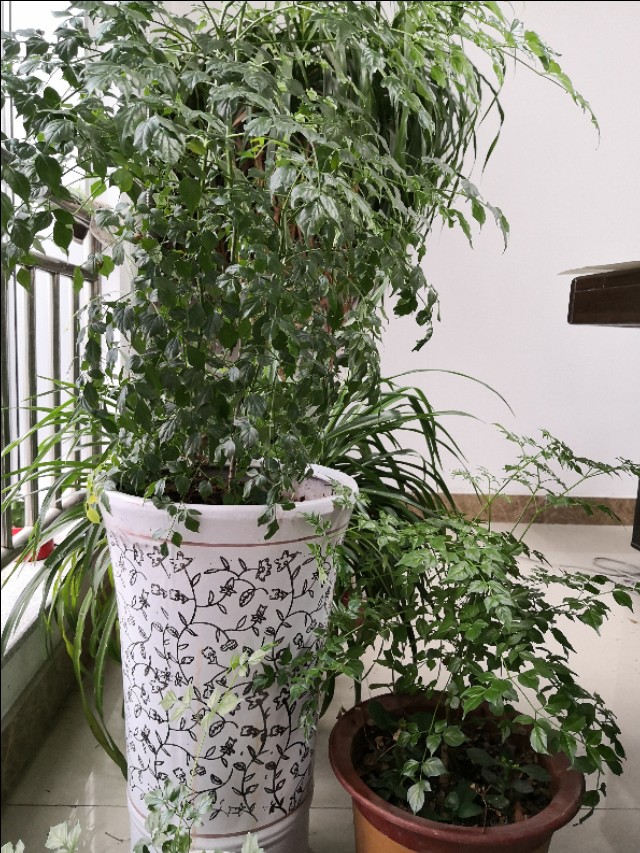 幸福树卷叶是什么原因引起的,幸福树生虫怎么解决