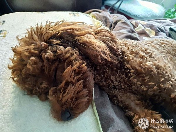 幼犬狗粮良心推荐怎么选,宠物狗粮选购指南