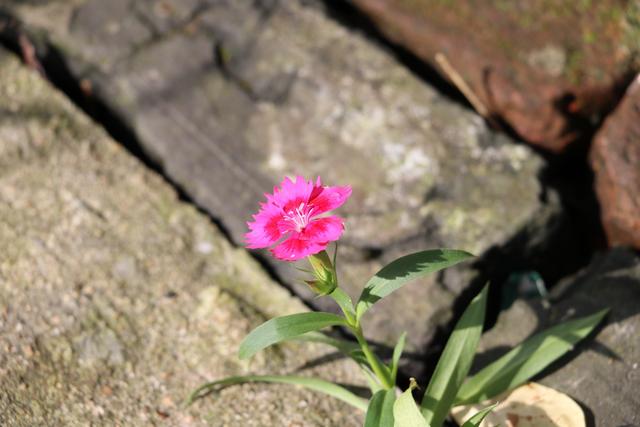 在手机上做兼职真能赚钱的app,如何赚钱app兼职