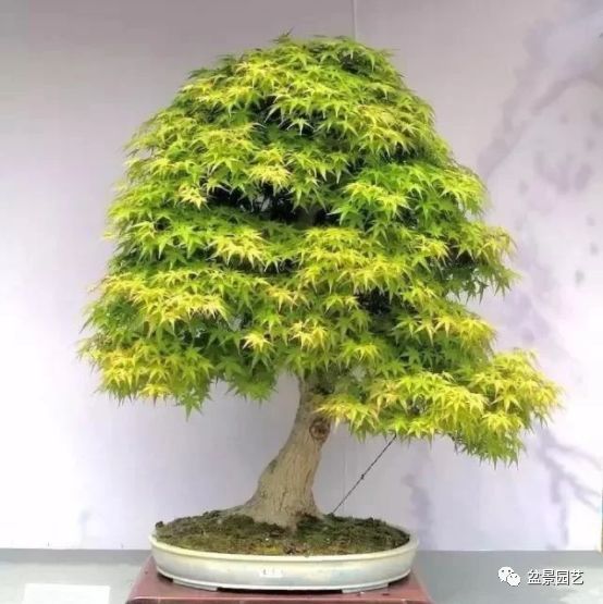 48种绝世盆景,绝世惊艳之作