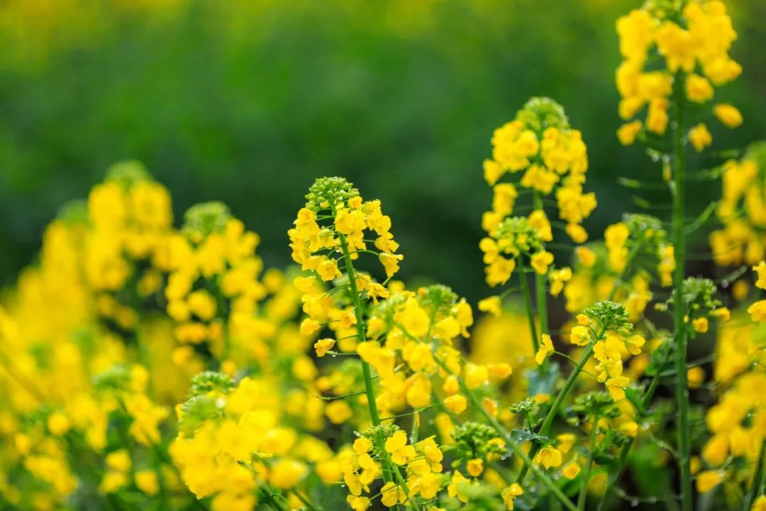 全世界唯一在运行的蒸汽小火车,经典窄轨蒸汽机车