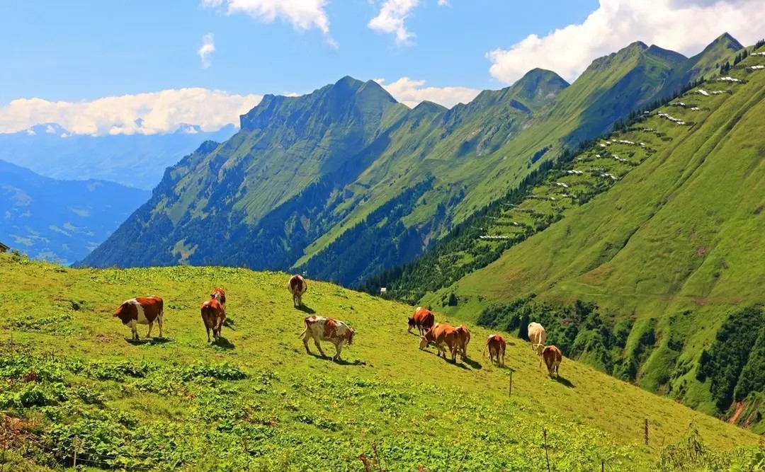 畜禽寄生虫怎么防治,养鸡绦虫防治