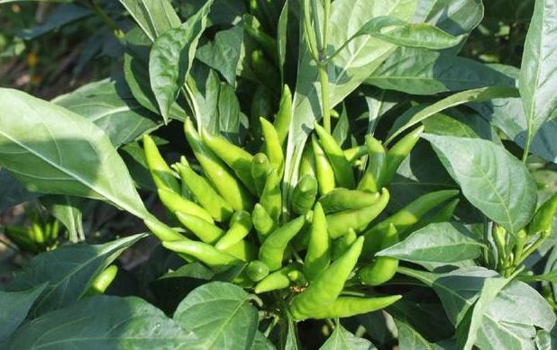 盆栽辣椒结果少,家里盆栽辣椒打枝的正确方法